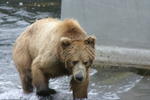 Bear Viewing Kodiak Island Alaska